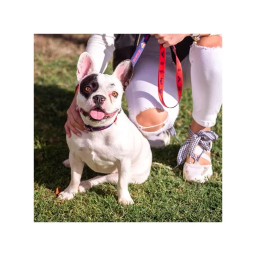 DC Szuperkutya mintás nyakörv