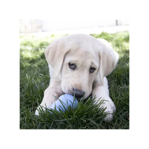 KONG Puppy Harang L
