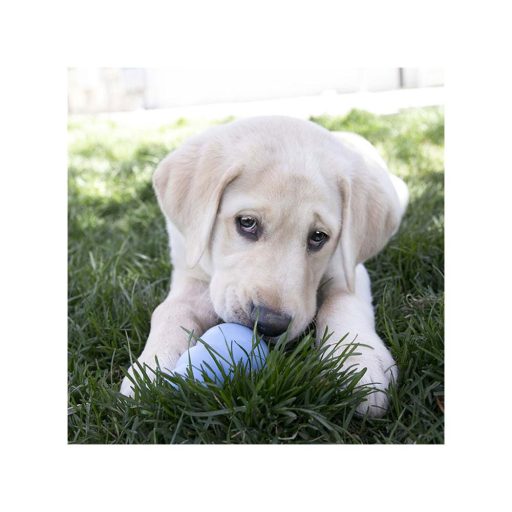 KONG Puppy Harang M