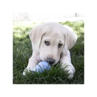 KONG Puppy Harang S