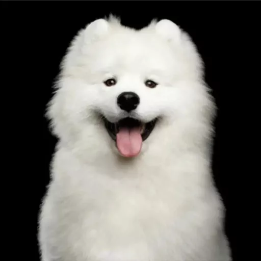 Nature's Protection Superior Care Fehér Szőrű Kutyáknak - fehér hallal 4kg