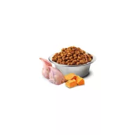 N and D Cat Pumpkin Quail