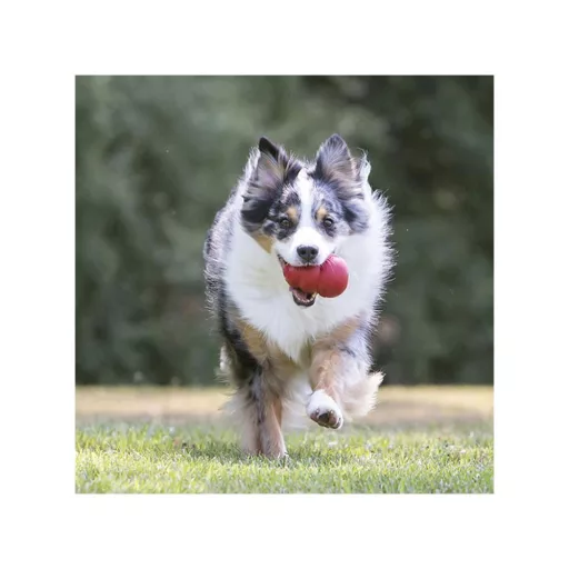 KONG Classic Harang M