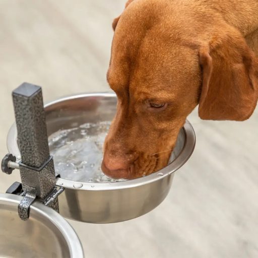 Tál Fém Állványon Kutyának 2 x 2,8l