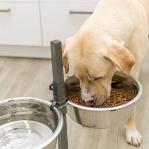 Tál Fém Állványon Kutyának 2 x 4,5l