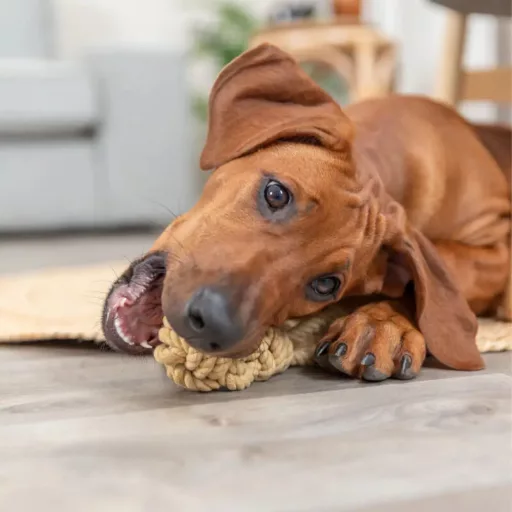 Trixie BE NORDIC Labda Kötéllel 7cm/20cm