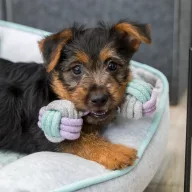 Trixie Junior Súlyzó kötélből 15cm