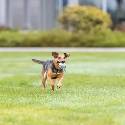 Labda kötéllel 6cm/30cm