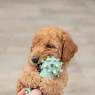 Trixie mini tüskés apport
