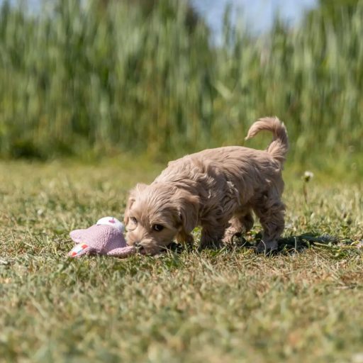 Junior Szövet Nyúl 28cm