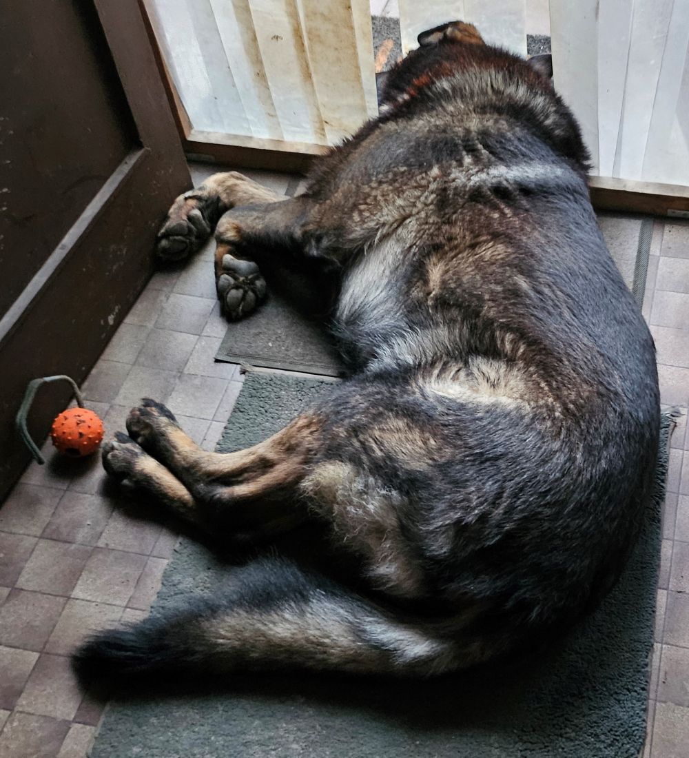 DOG VITAL ARTHRO-500 Izületvédő 120db