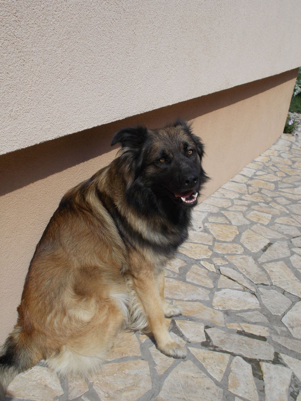 BiogenicVet Arthromax Giant Breeds tabletta 60x